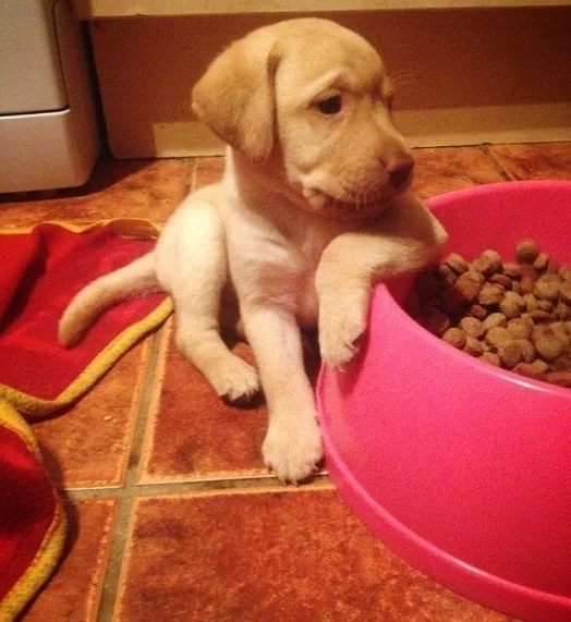 labrador-puppy-bowl
