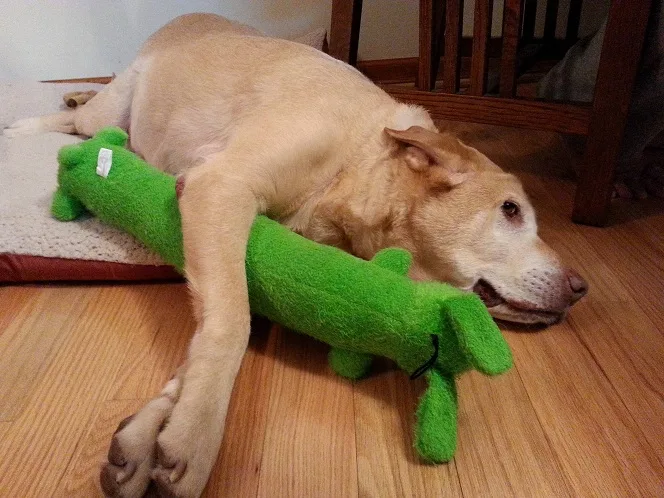 labrador-toy