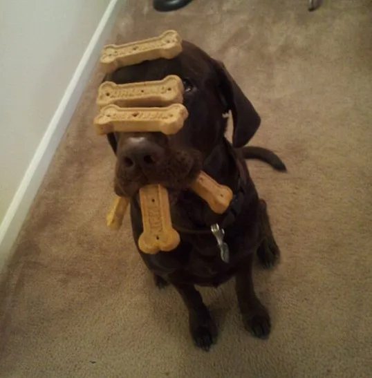 patient-Chocolate-Lab