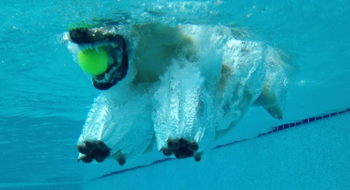 polar-bear-labrador