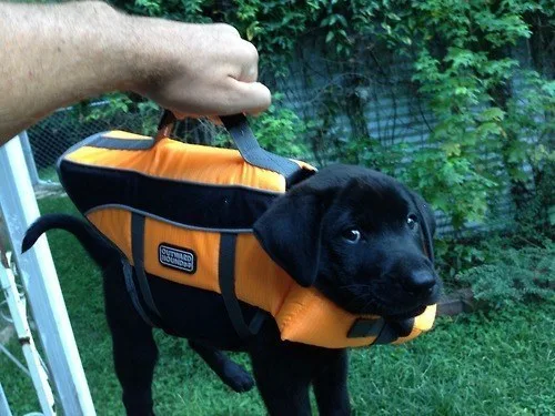 puppy-handbag