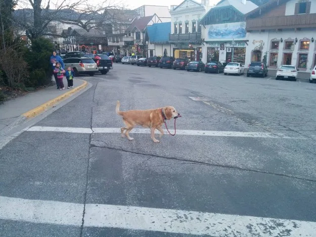 smart-labrador