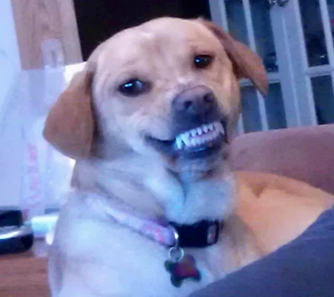 smiling-labrador