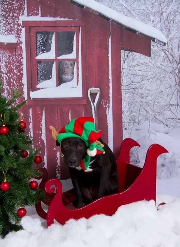 winter-labrador