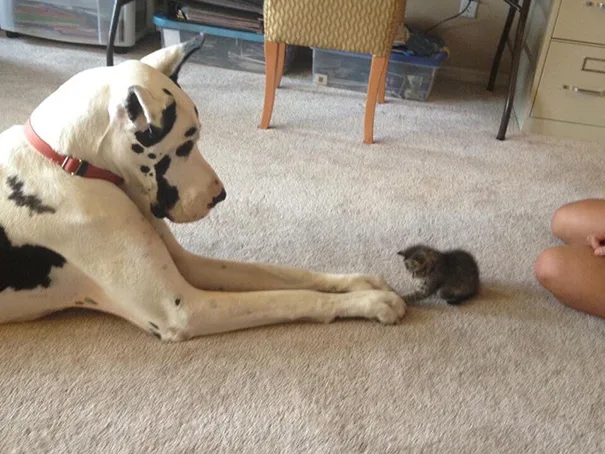 XX-Cats-And-Dogs-Getting-Along-1__605