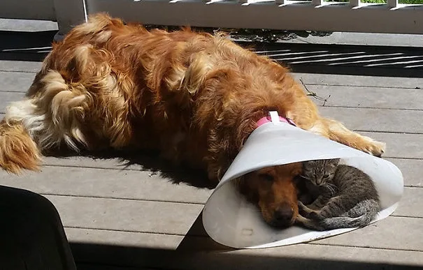cats-and-dogs-getting-along-1__605