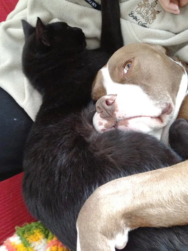 cats-and-dogs-getting-along-201__605