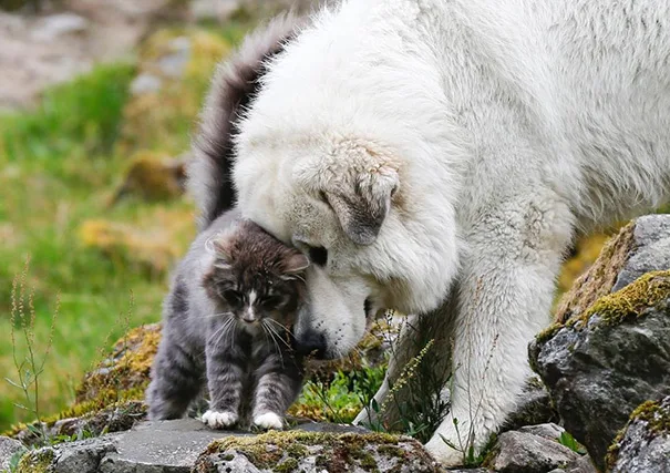 cats-and-dogs-getting-along-221__605
