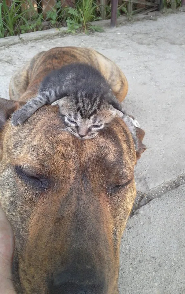 cats-and-dogs-getting-along-25__605