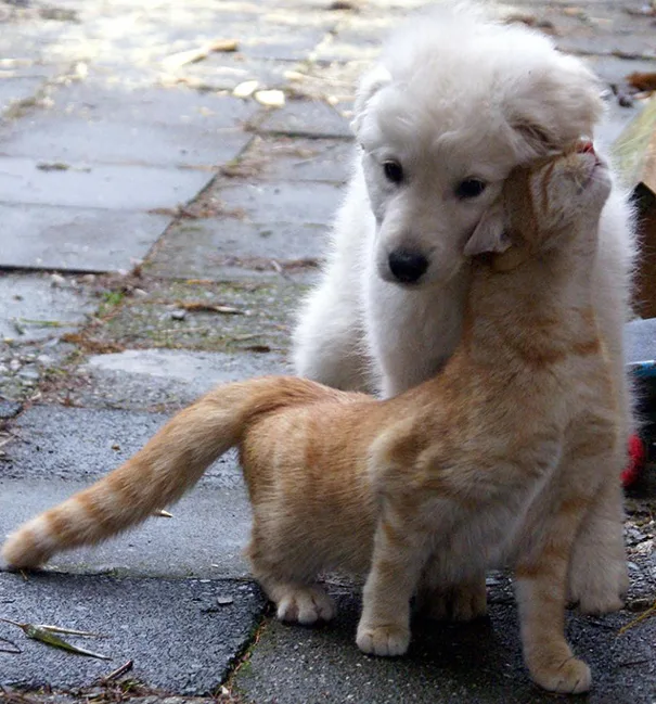 cats-and-dogs-getting-along-28__605