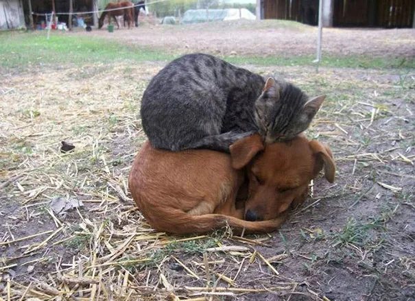 cats-and-dogs-getting-along-42__605