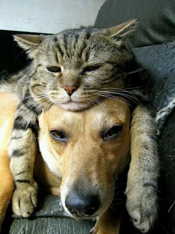 cats-and-dogs-getting-along-431__605