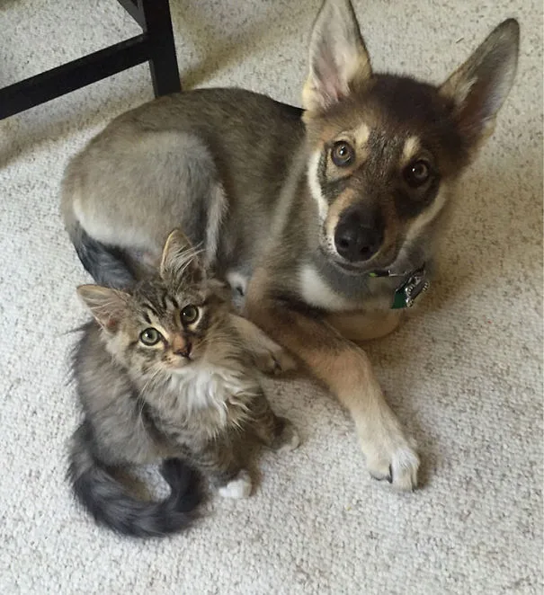 cats-and-dogs-getting-along-4__605