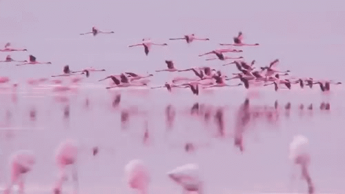 anigif_enhanced-3536-1443644756-8