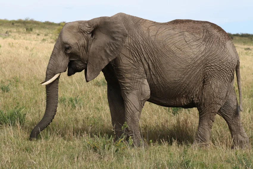 elephants