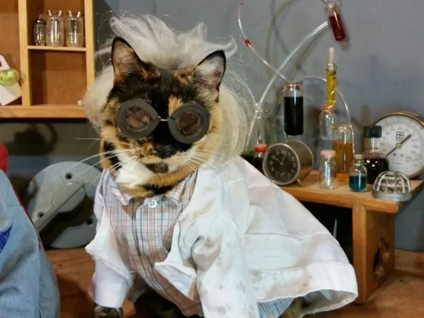 finally-a-cosplay-made-solely-for-cats-25-photos-20