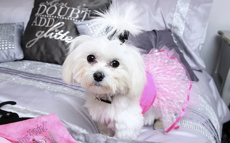 glamourdog5