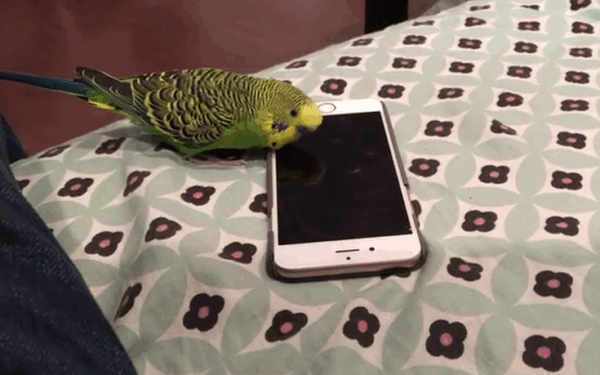 Παπαγάλος μιλάει με τη Siri στο iPhone!