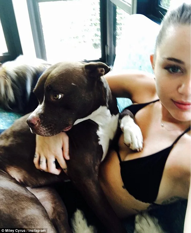 miley cyrus dogs