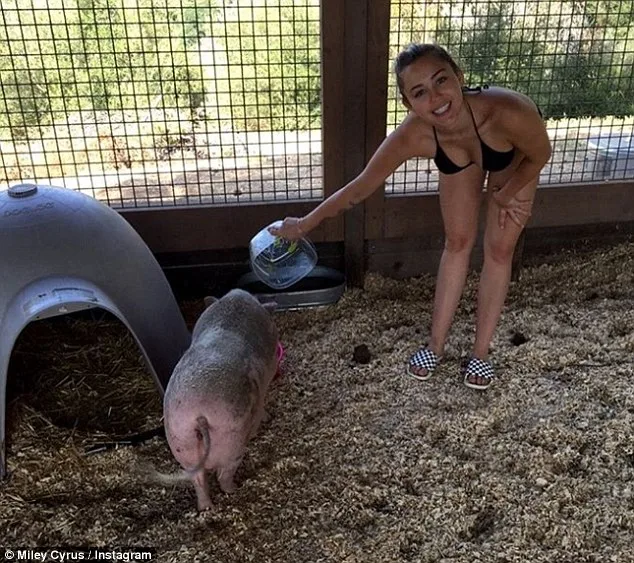 miley cyrus pigs