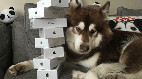 Γιατί αυτός ο τύπος αγόρασε 8 iPhone 7 για τον σκύλο του;