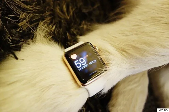 Husky wears two Apple Watches