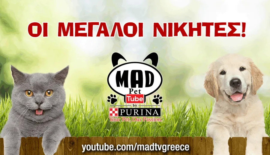 Banner για τον διαγωνισμό PetTube με μια γκρίζα γάτα και ένα κουτάβι Golden Retriever.