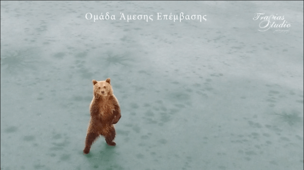 VIRAL: Δες το βίντεο με το αρκουδάκι που κάνει βόλτες πάνω στην παγωμένη λίμνη της Καστοριάς. Θα λιώσεις.