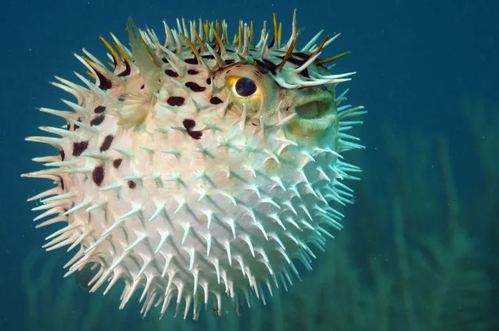 Ένα φουσκωμένο ψάρι με αγκάθια (pufferfish) κάτω από το νερό.