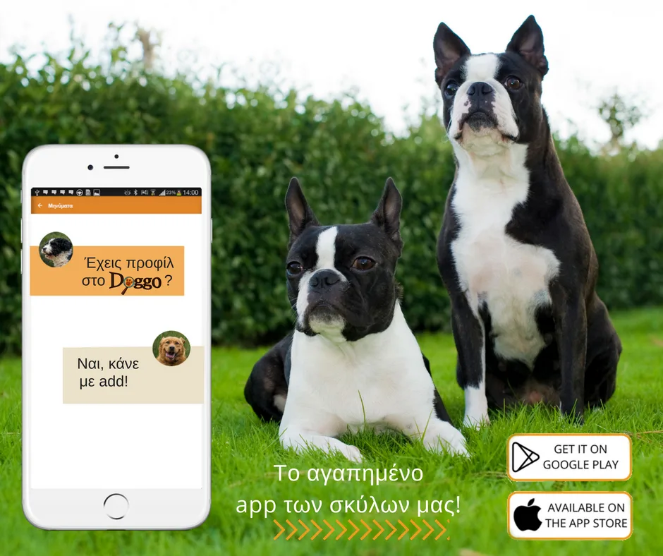 Δύο σκυλιά Boston Terrier σε γρασίδι δίπλα σε smartphone που δείχνει την εφαρμογή Doggo.
