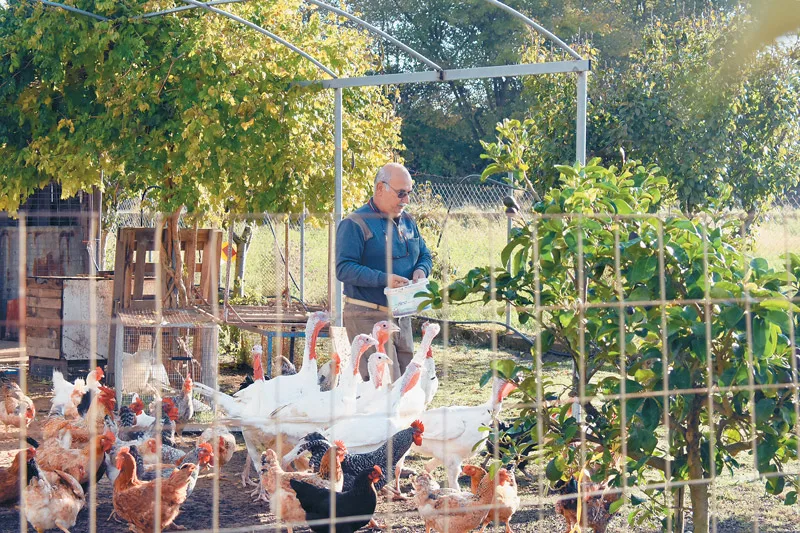 Άνδρας ταΐζει κοτόπουλα και γαλοπούλες σε αγρόκτημα.