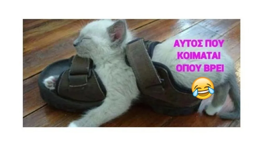 Ένα μικρό λευκό γατάκι που κοιμάται μέσα σε ένα ανδρικό σανδάλι.