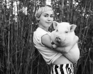 Η Miley Cyrus κρατάει στην αγκαλιά της ένα γουρουνάκι σε ασπρόμαυρη φωτογραφία.