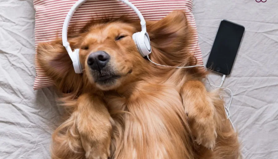 Σκύλος Golden Retriever ξαπλωμένος με λευκά ακουστικά και κινητό τηλέφωνο.