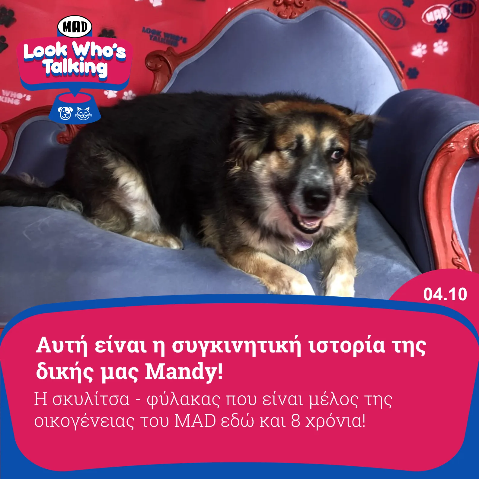 Η σκυλίτσα Mandy ξαπλωμένη σε μπλε καναπέ.