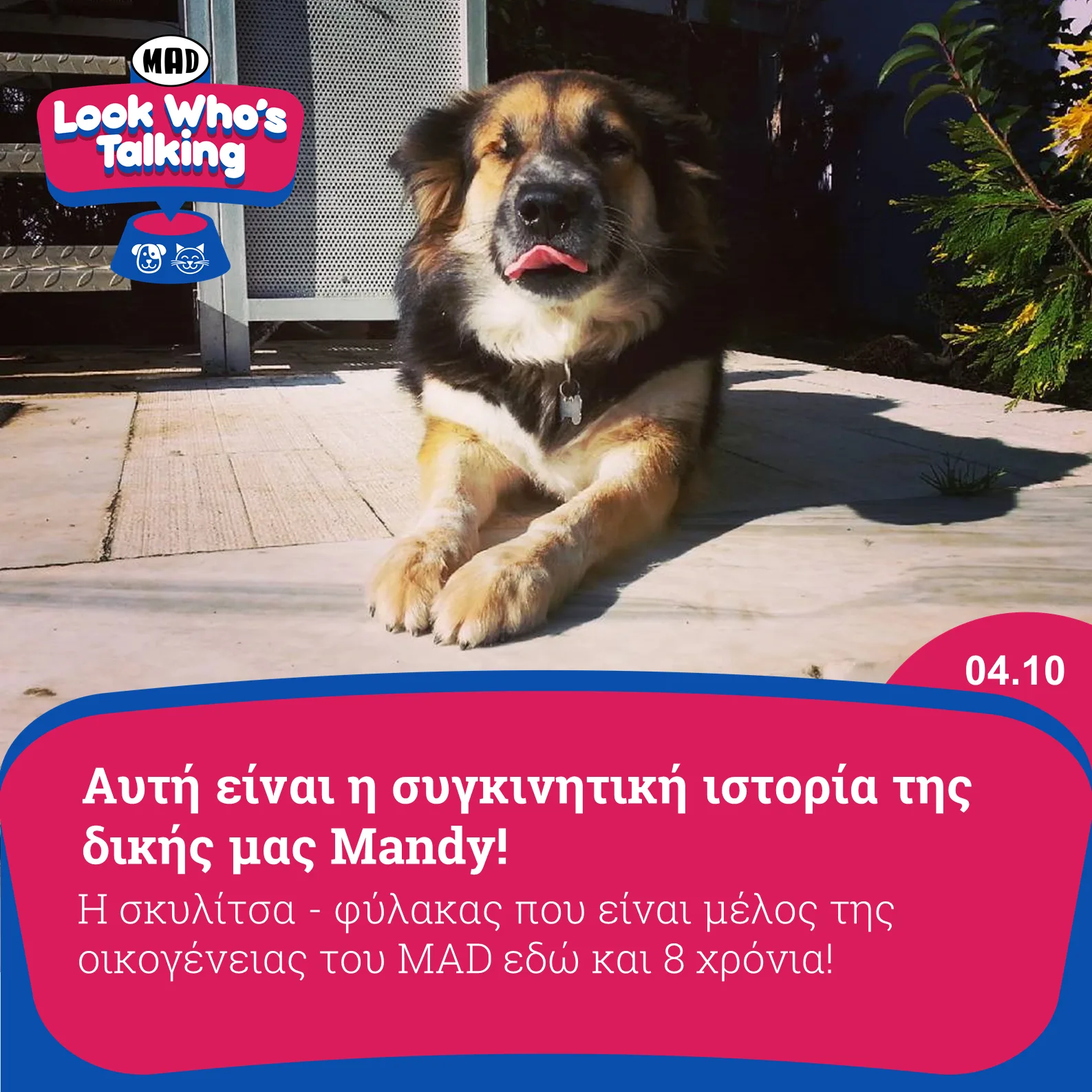 Η σκυλίτσα Mandy ξαπλωμένη σε εξωτερικό χώρο.