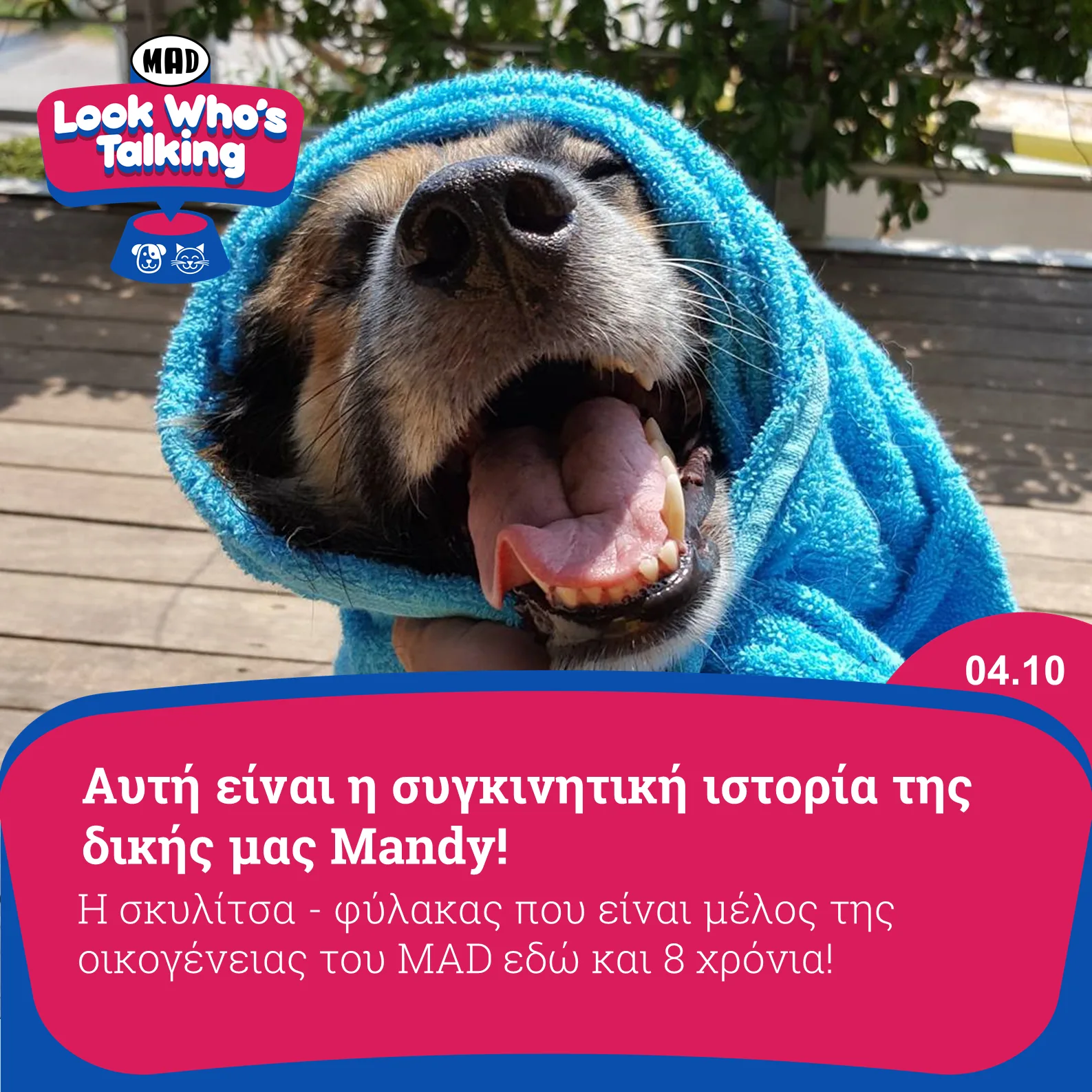 Η σκυλίτσα Mandy τυλιγμένη με γαλάζια πετσέτα.