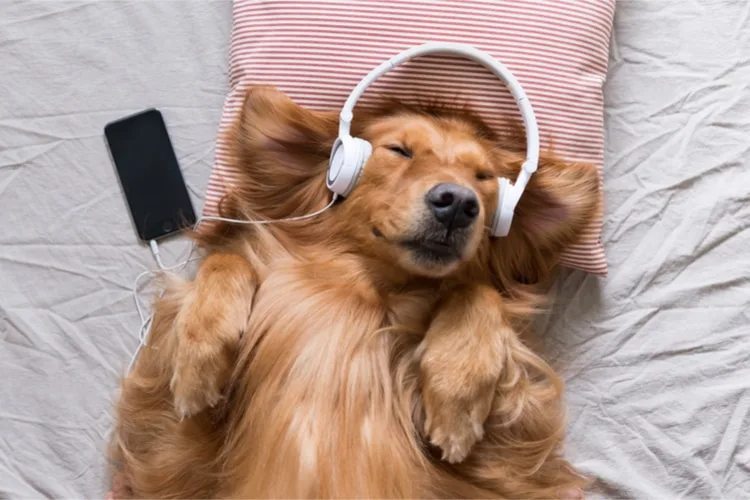 Relax My Dog Music