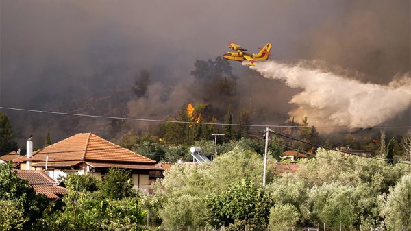 Φωτιά σε Αρχαία Ολυμπία & Μεσσηνία: Έκκληση για τροφές