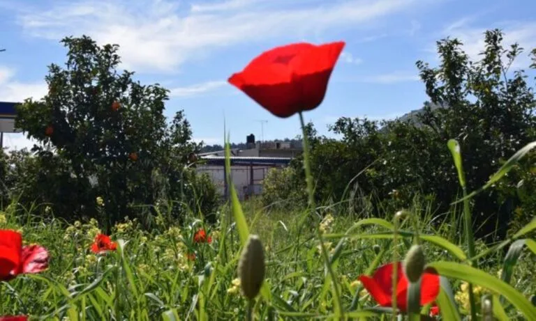 Κόκκινες παπαρούνες σε καταπράσινο αγρό με δέντρα στο βάθος.