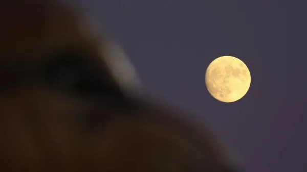 Η πανσέληνος του Ιανουαρίου, γνωστή ως Φεγγάρι του Λύκου, στον νυχτερινό ουρανό.