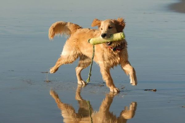 Πας παραλία με τον σκύλο σου; Όλα όσα πρέπει να έχεις μαζί σου