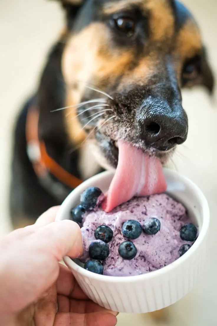Σπιτικά δροσιστικά σνακ και υγιεινές λιχουδιές για κατοικίδια ζώα το καλοκαίρι.