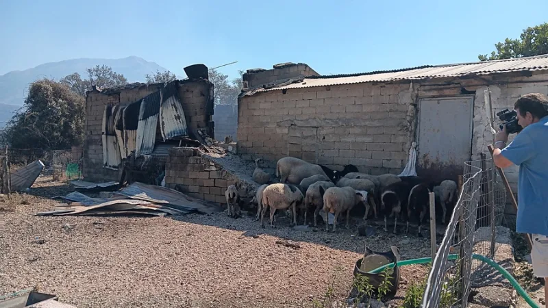 Δραματικές εικόνες από τα πύρινα μέτωπα και τις πυρκαγιές που μαίνονται σε όλη την Ελλάδα.