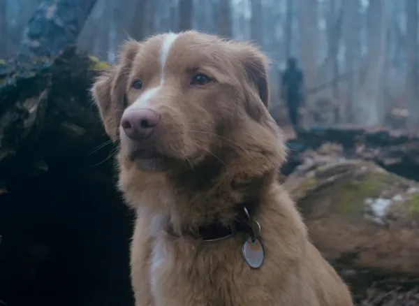 Good Boy: Το νέο horror film αφηγείται ολόκληρη την ιστορία από την οπτική ενός σκύλου