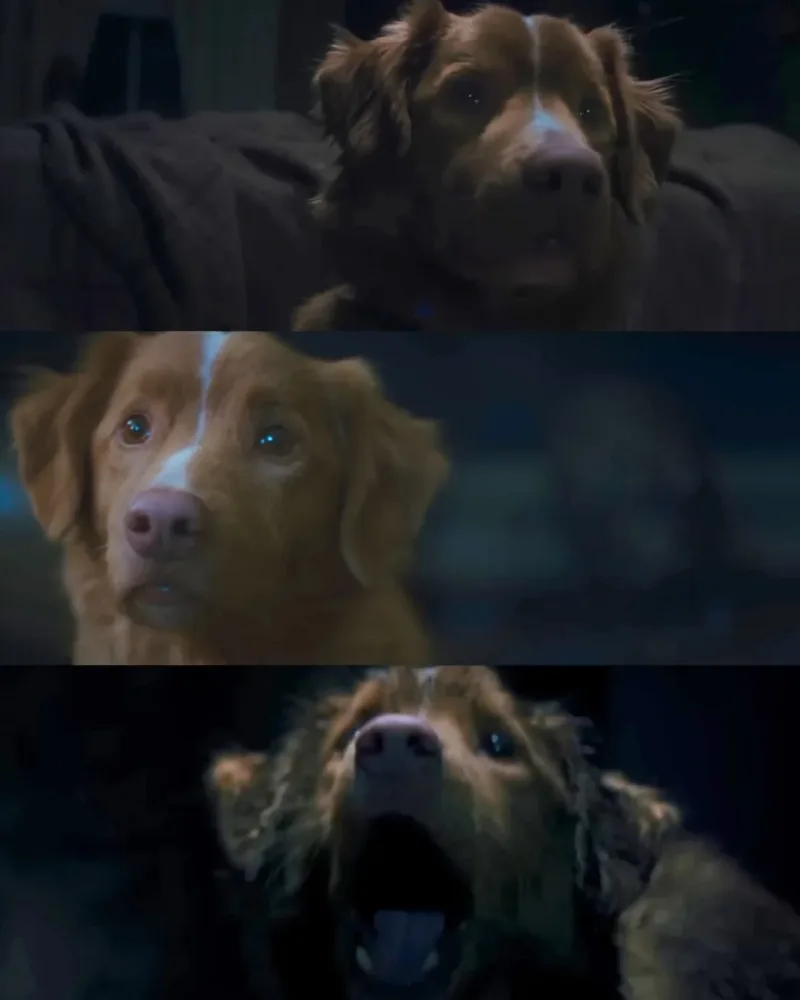 Good Boy