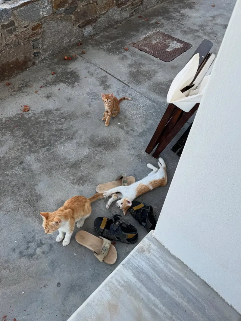 Τρία μικρά γατάκια σε αυλή με πέτρινο τοίχο και παπούτσια.