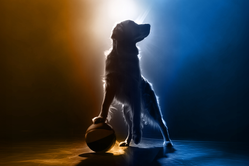 Golden Retriever με μπάλα μπάσκετ σε ατμοσφαιρικό φωτισμό.