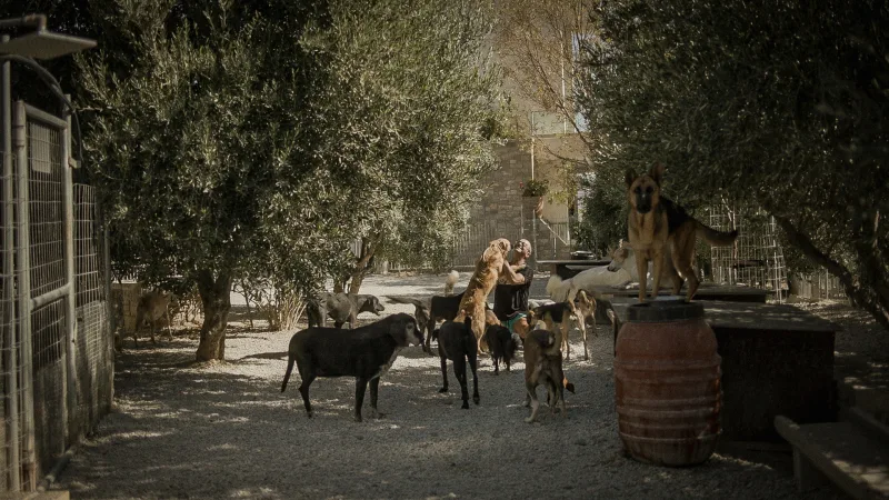 Ο Τάκης Προεστάκης περιτριγυρισμένος από σκύλους στο Takis Shelter.