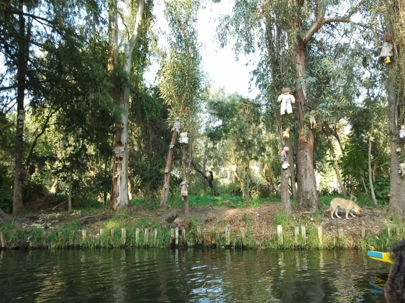 Άποψη από το Νησί με τις Κούκλες (Island of the Dolls) στο Xochimilco του Μεξικού.
